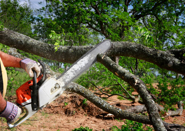 How Our Tree Care Process Works  in  Steamboat Springs, CO